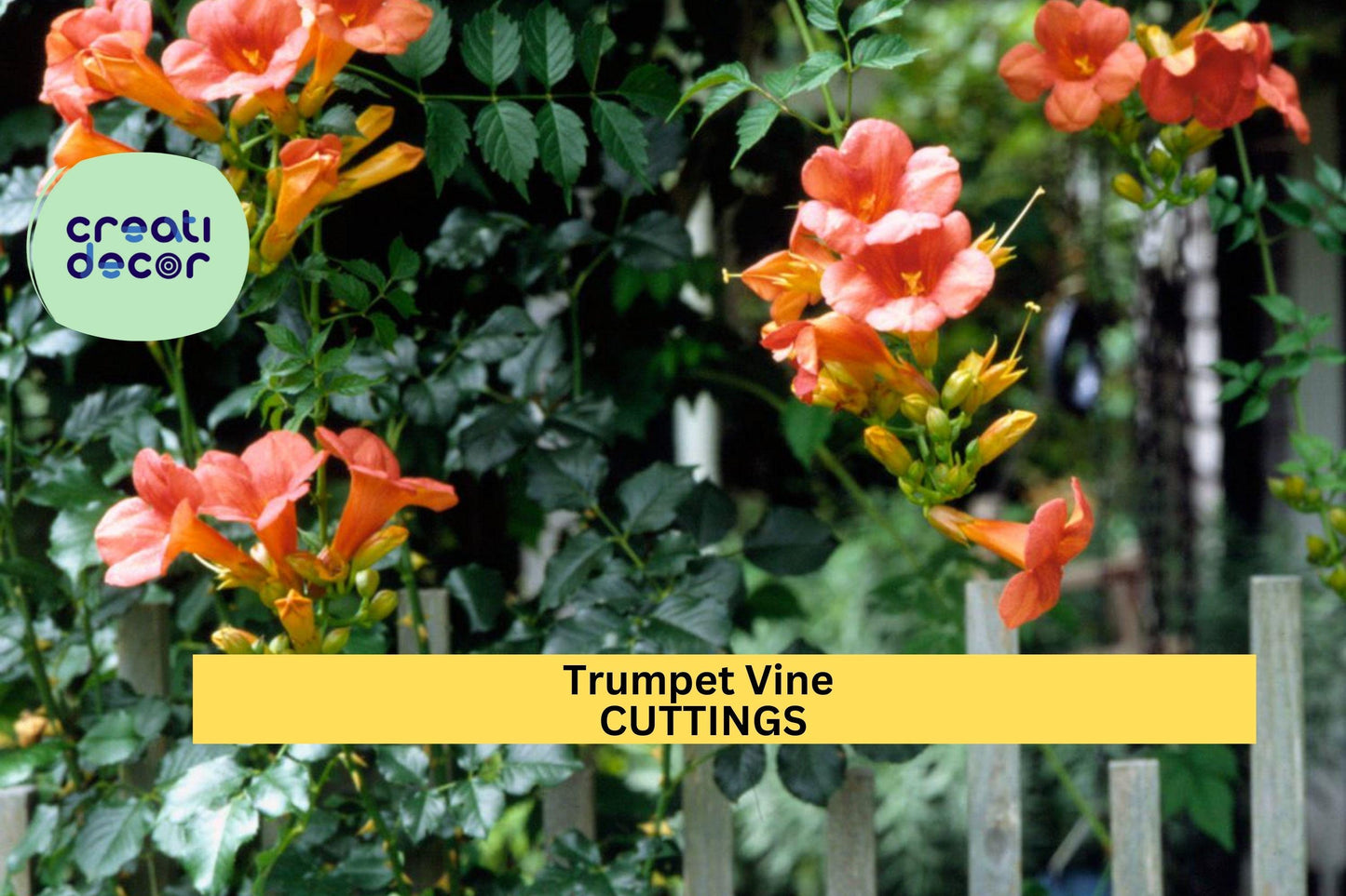 5 Trumpet Vine Cuttings | Campsis Radicans Starter | Organic Non-GMO Hummingbird Vine | 6–8" Unrooted Live Cuttings