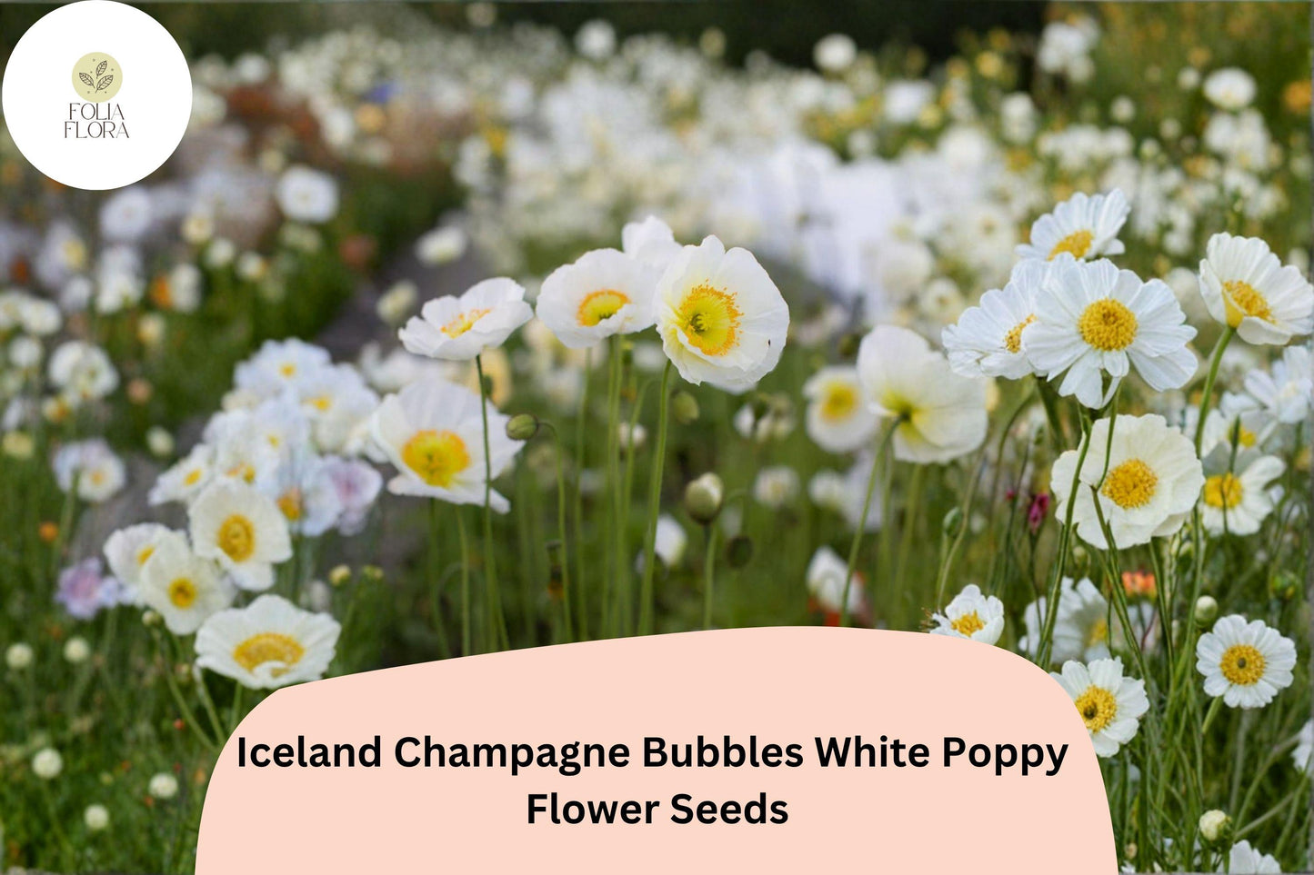 200+ Iceland Champagne Bubbles White Poppy Seeds for Garden – Elegant Blooms, Easy to Grow Perennial Flowers