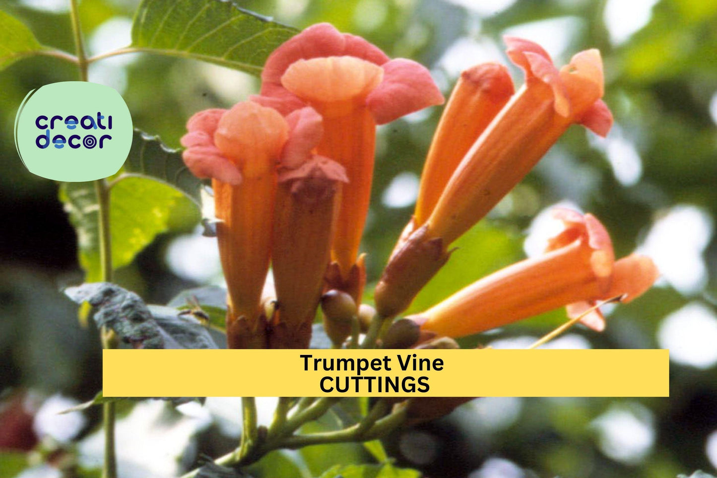 5 Trumpet Vine Cuttings | Campsis Radicans Starter | Organic Non-GMO Hummingbird Vine | 6–8" Unrooted Live Cuttings