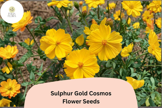 200+ Sulphur Gold Cosmos Seeds | Cosmos sulphureus | Bright Yellow-Orange Blooms | Easy Annual Flower Seeds for Garden