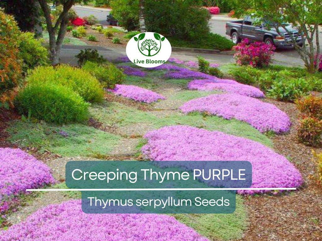 500 Creeping Thyme PURPLE Seeds - Fragrant Groundcover Perennial, Non-GMO, Aromatic Flowers, Ideal for Lawns & Gardens - Thymus serpyllum