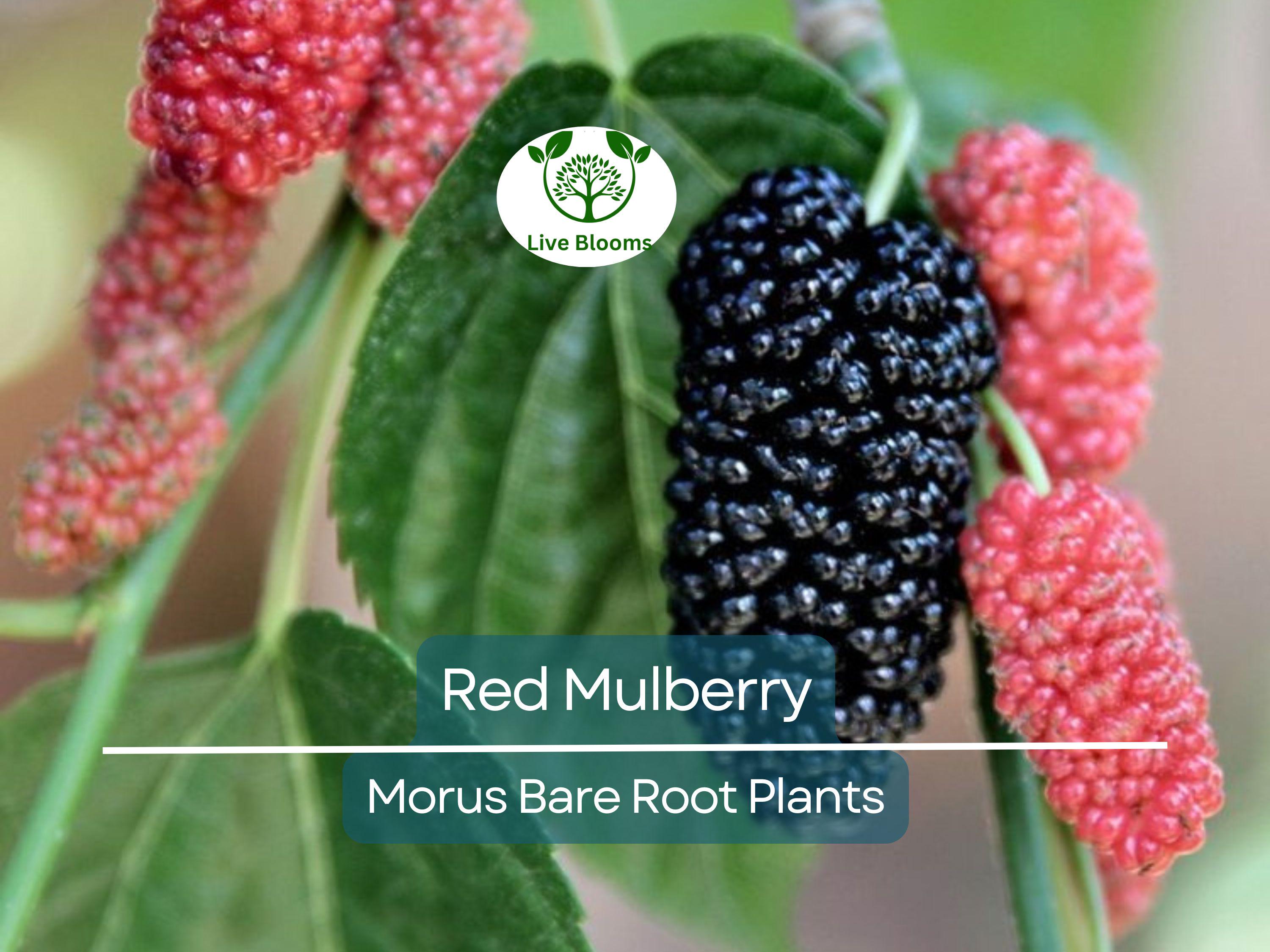 1 Red Mulberry Tree – Morus Rubra Live Bare Root Fruit Tree 12–24 Inches Tall – Native Shade Tree with Sweet Berries