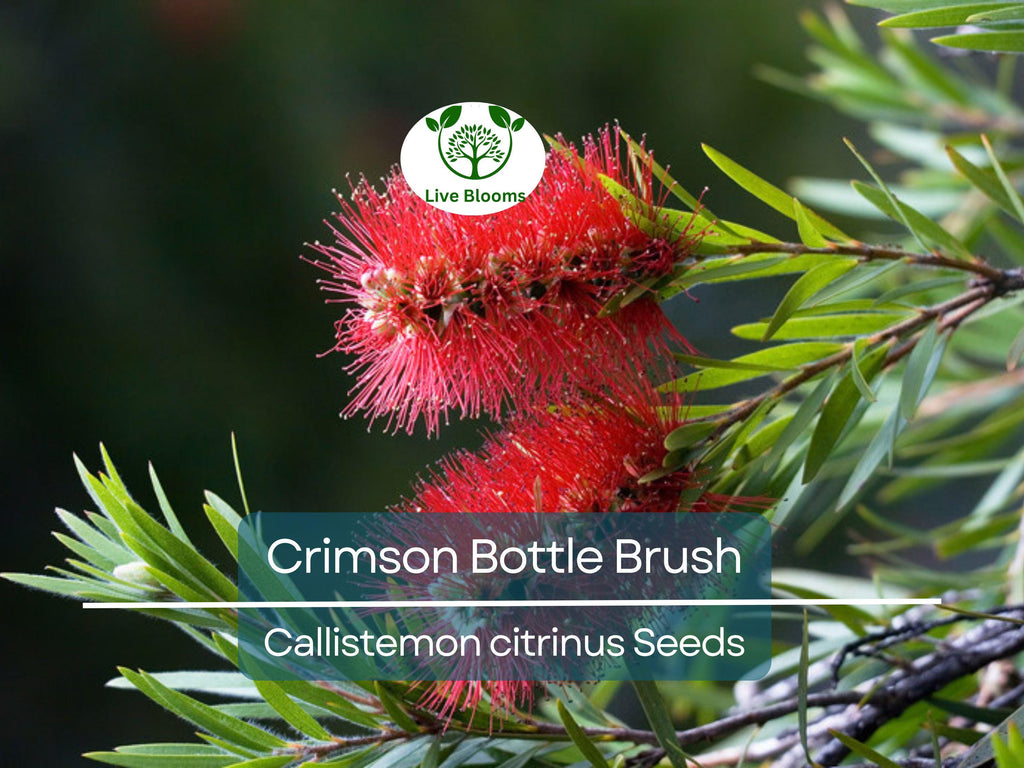 100 Crimson Bottle Brush Tree Seeds, Red Flowering Plant (Callistemon citrinus), Non-GMO, Hardy Garden Shrub, Easy to Grow
