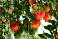 Fleishman Pomegranate 3 Cuttings 6-8" (Punica granatum) Unrooted Fruit Tree