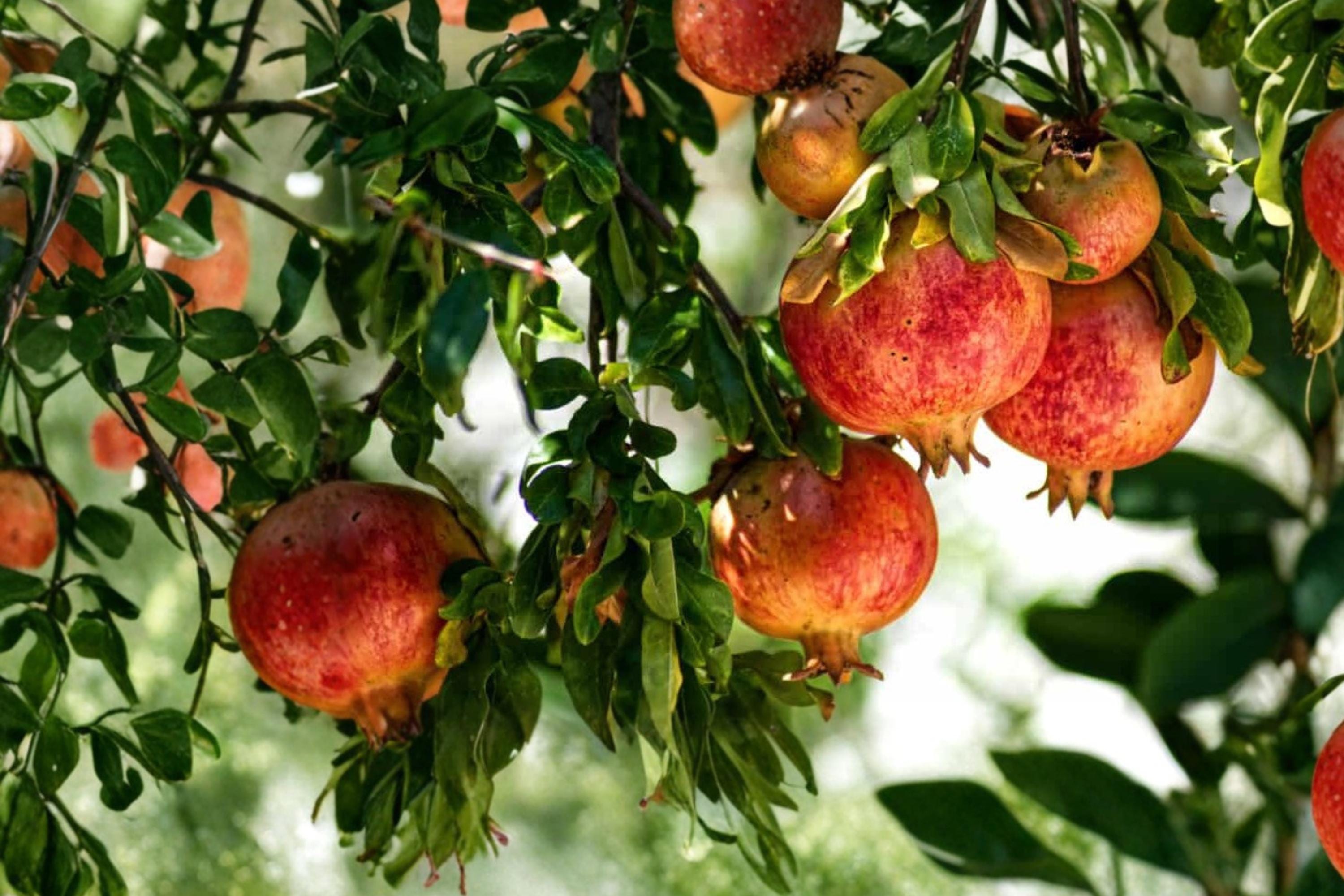 Fleishman Pomegranate 3 Cuttings 6-8" (Punica granatum) Unrooted Fruit Tree