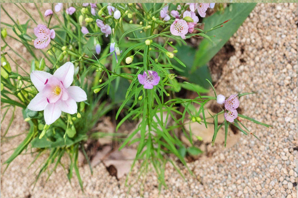 Agalinis tenuifolia/Slender False Foxglove – 250 Seeds | Native Annual Wildflower | Late-Summer Bloomer | Pollinator Friendly