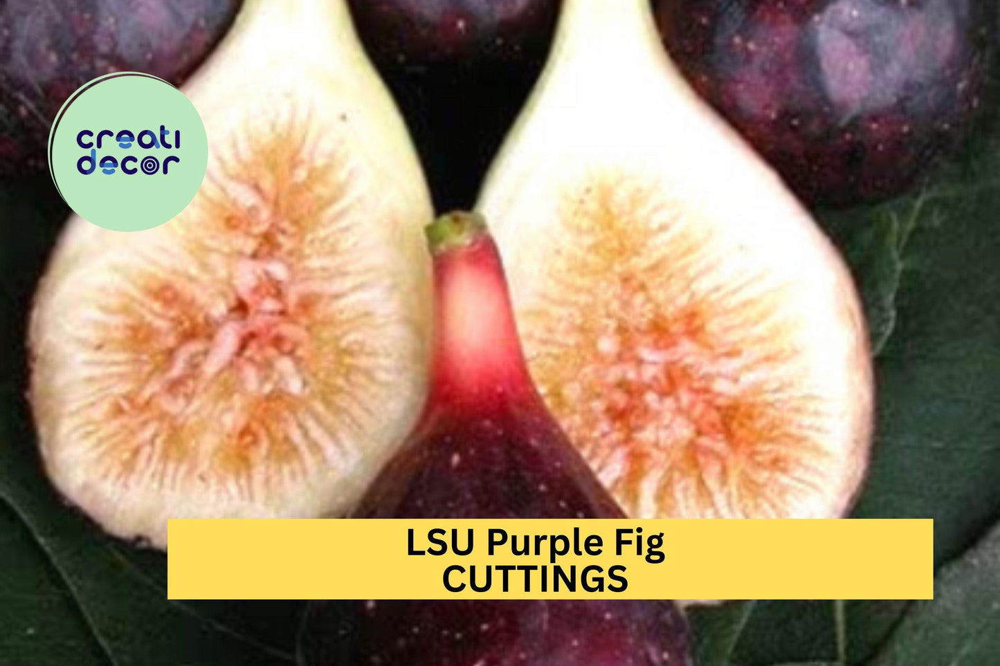 5 LSU Purple Fig Scion Cuttings – Unrooted Hardwood Cuttings for Grafting or Propagation, Sweet Fruit Variety – USA