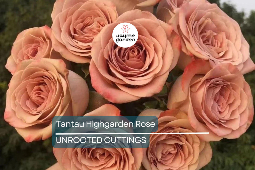 Super Rare Tantau Highgarden Rose | 3 Unrooted Cuttings | Root or Graft | Fragrant Heirloom Rose | Live Plant for Garden