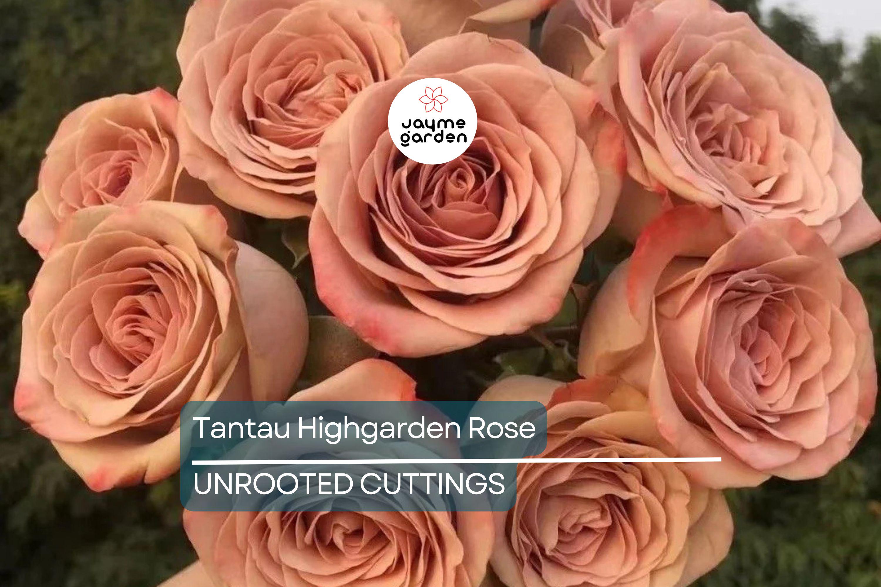 Super Rare Tantau Highgarden Rose | 3 Unrooted Cuttings | Root or Graft | Fragrant Heirloom Rose | Live Plant for Garden