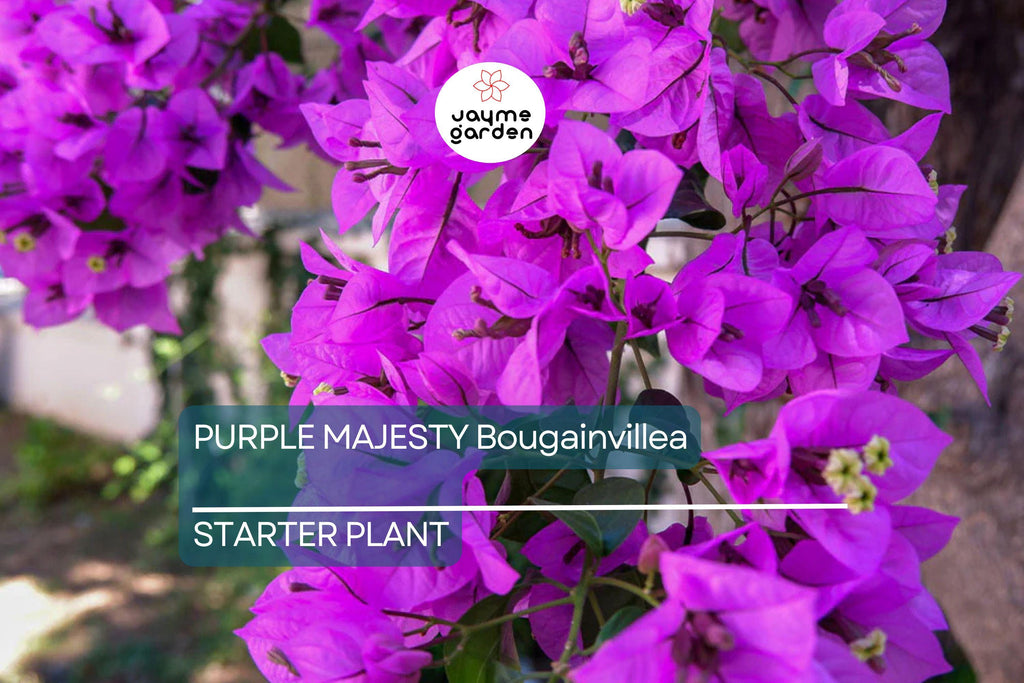 Purple Majesty Bougainvillea Starter Plant - Well Rooted Live Plug, Rare Evergreen Vine, Light Watering, Full Sun, Tropical Beauty