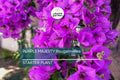 Purple Majesty Bougainvillea Starter Plant - Well Rooted Live Plug, Rare Evergreen Vine, Light Watering, Full Sun, Tropical Beauty
