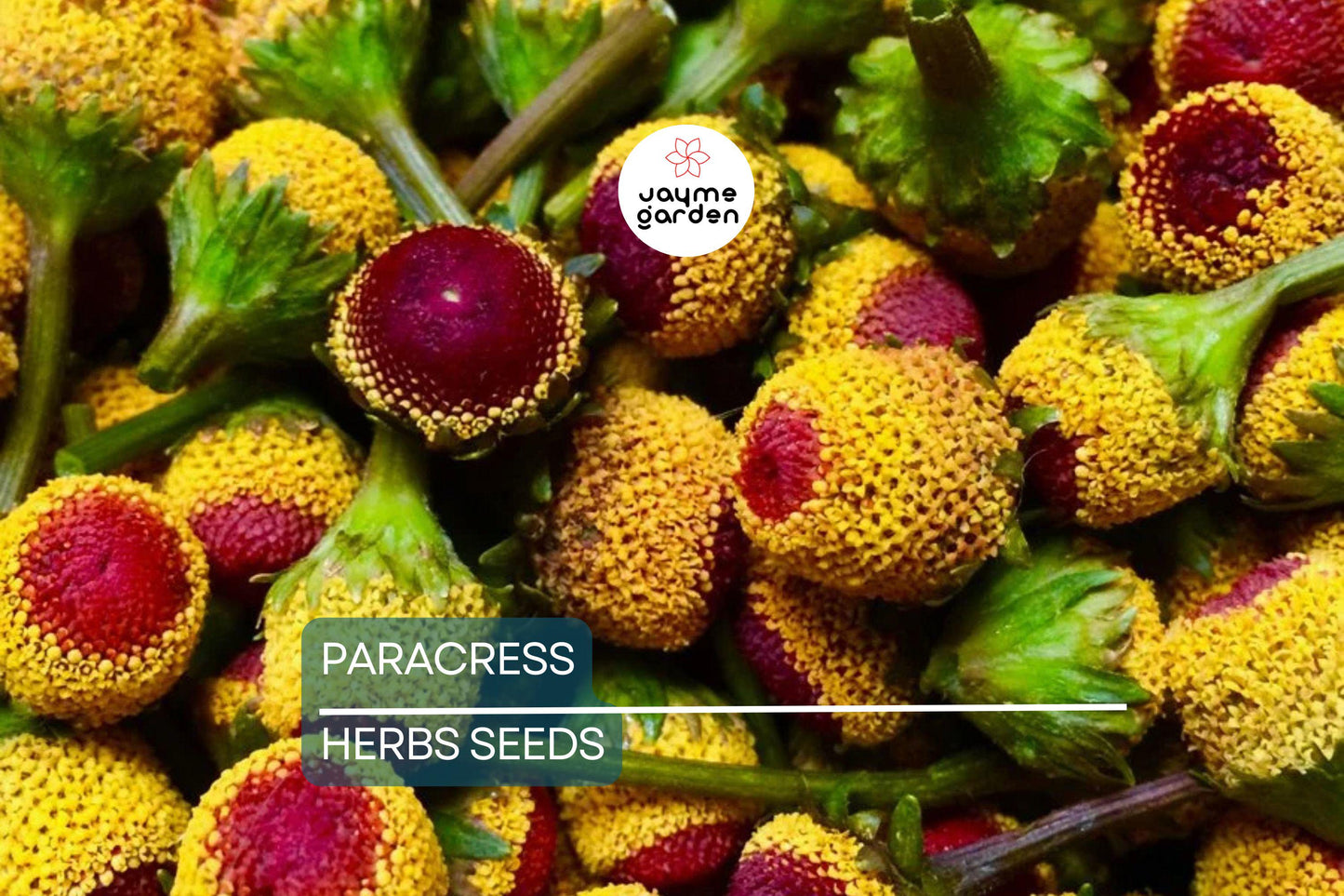 100 Paracress Seeds - Medicinal Herb - Toothache Plant (Spilanthes oleracea) - Buzz Buttons
