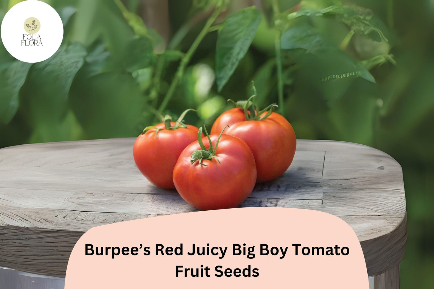50+ Big Boy Tomato Seeds | Burpee’s Juicy Red Heirloom Variety | Large Sweet Tomatoes for Home Vegetable Garden Planting