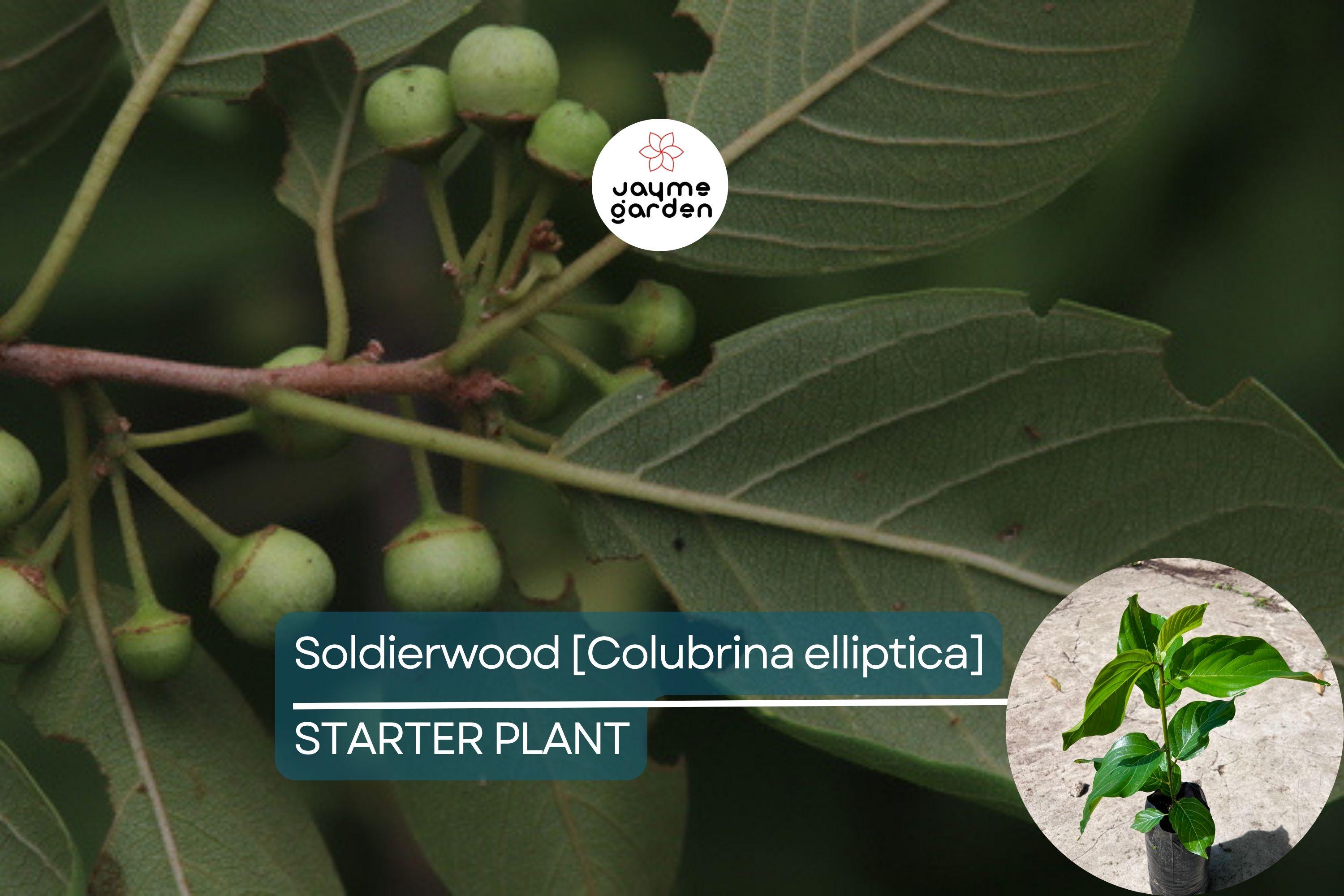Soldierwood Tree Colubrina Elliptica Live Starter Plant 12-24″ | Wildlife-Friendly Tropical Tree | Hardy Evergreen for Coastal Gardens