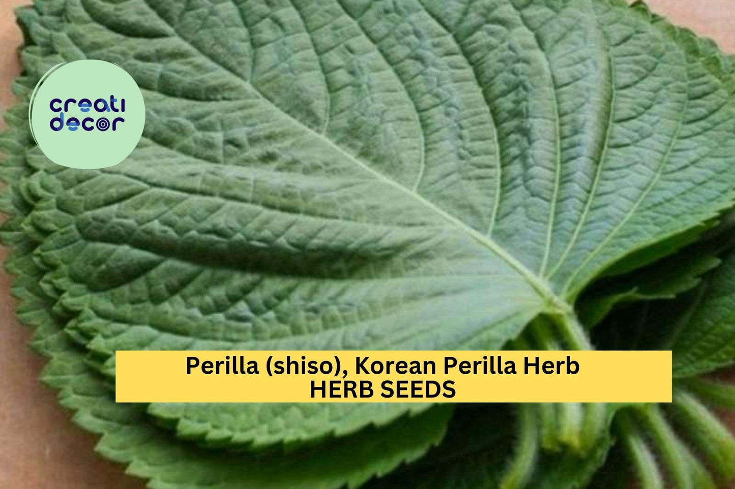 3pcs of 500mg Korean Perilla Shiso Seeds – Fragrant Culinary Herb for Korean Recipes, Wraps, and Home Gardens Seeds for Planting