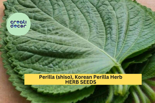 3pcs of 500mg Korean Perilla Shiso Seeds – Fragrant Culinary Herb for Korean Recipes, Wraps, and Home Gardens Seeds for Planting