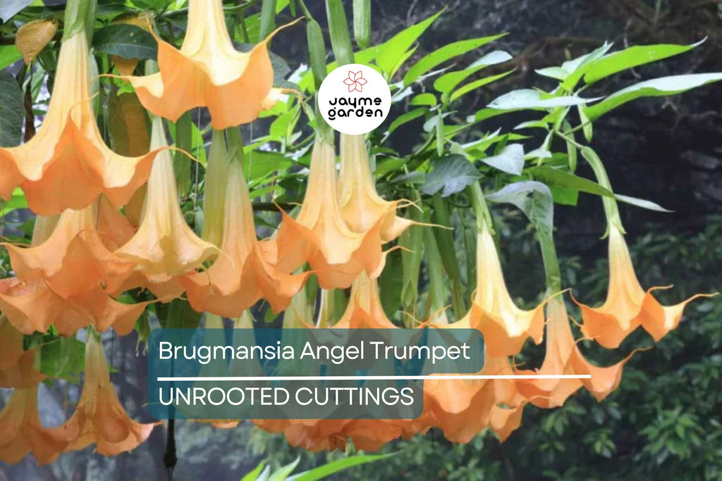 Brugmansia Angel Trumpet Cutting | 4” Unrooted | Tropical Fast-Growing Plant | Exotic Yellow Flowers | Easy to Grow |