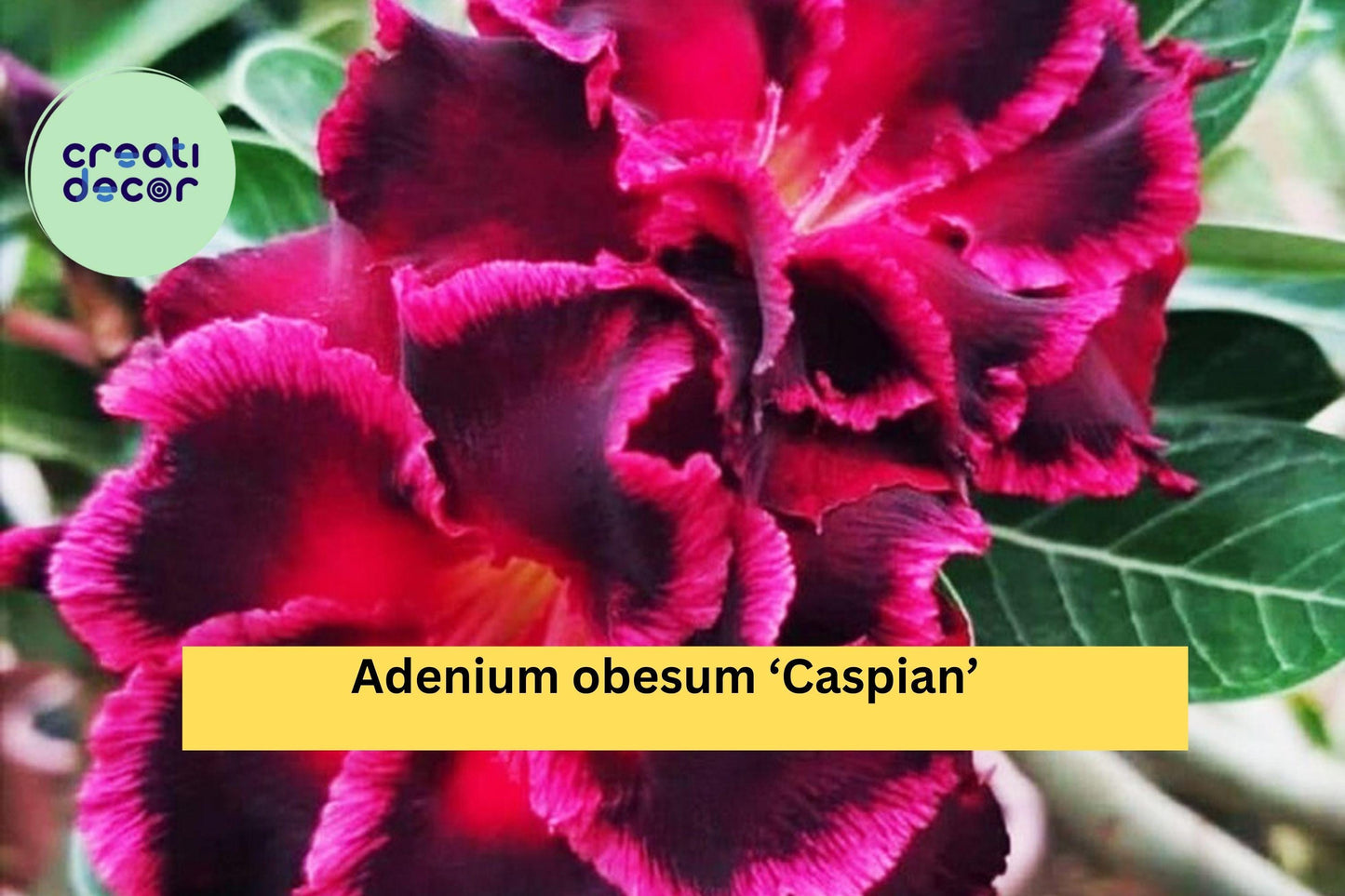 Desert Rose ‘Caspian’ – Adenium obesum – 4–6” Live Rooted Succulent Plant, Miniature Flowering Bonsai for Home or Garden