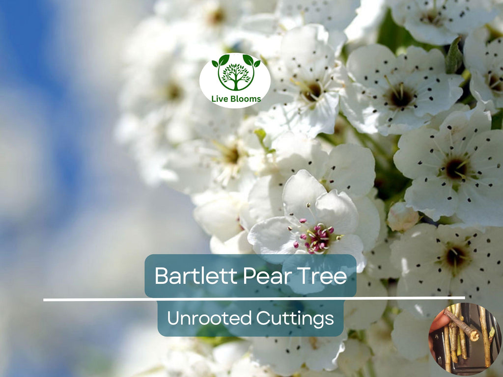 12 Giant Bartlett Pear Tree Cuttings – Unrooted for Rooting or Grafting, High Yield, Great Producer, Perfect for Fruit Orchard, Propagation
