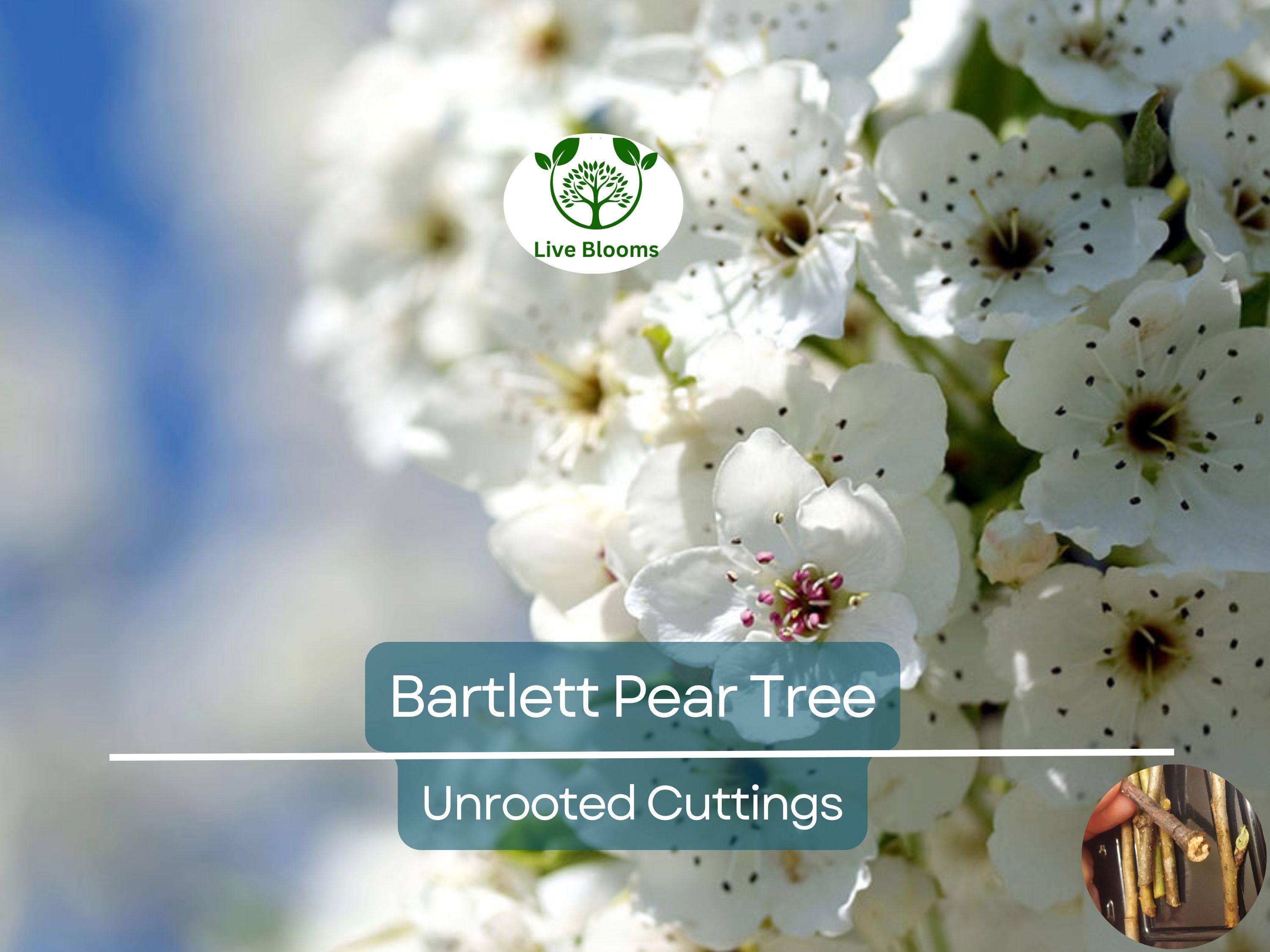 12 Giant Bartlett Pear Tree Cuttings – Unrooted for Rooting or Grafting, High Yield, Great Producer, Perfect for Fruit Orchard, Propagation