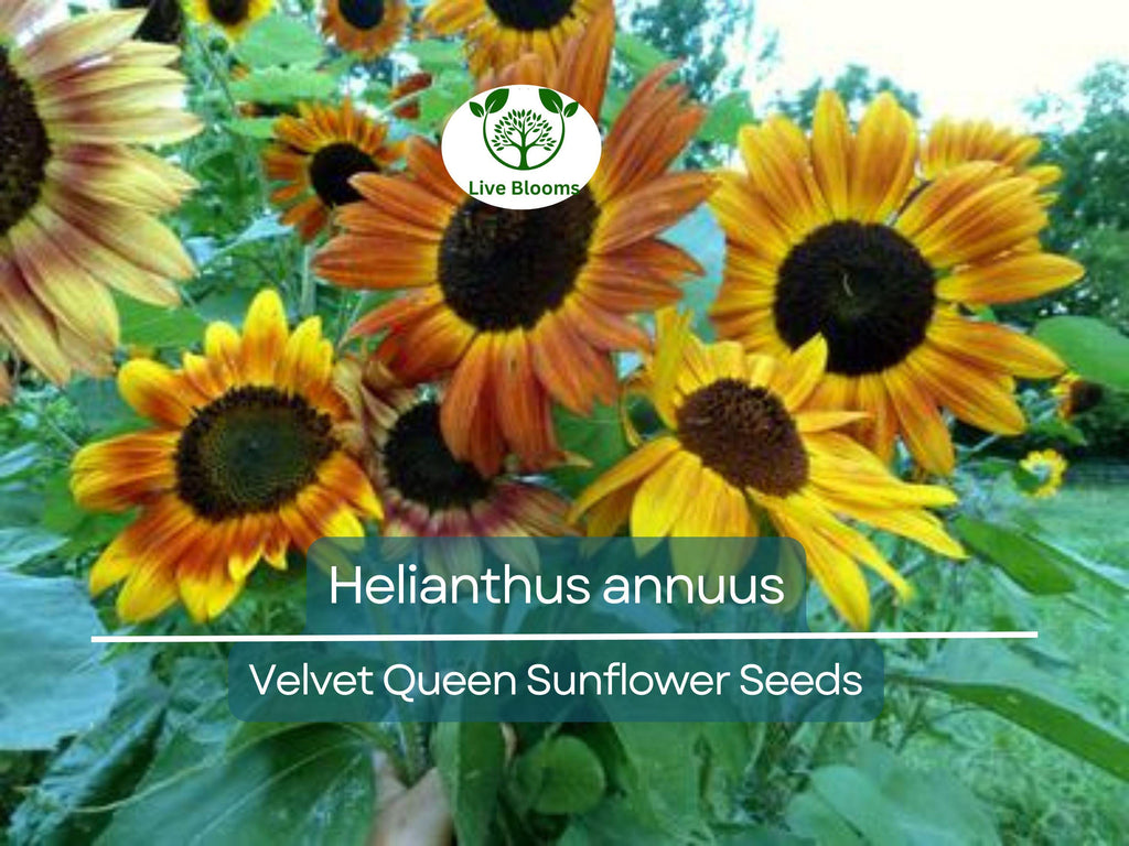 1 Gram Seeds Velvet Queen Sunflower for Planting | Vibrant Rusty-Red Blooms | Ornamental Sunflowers for Gardens, Bouquets, and Wildlife