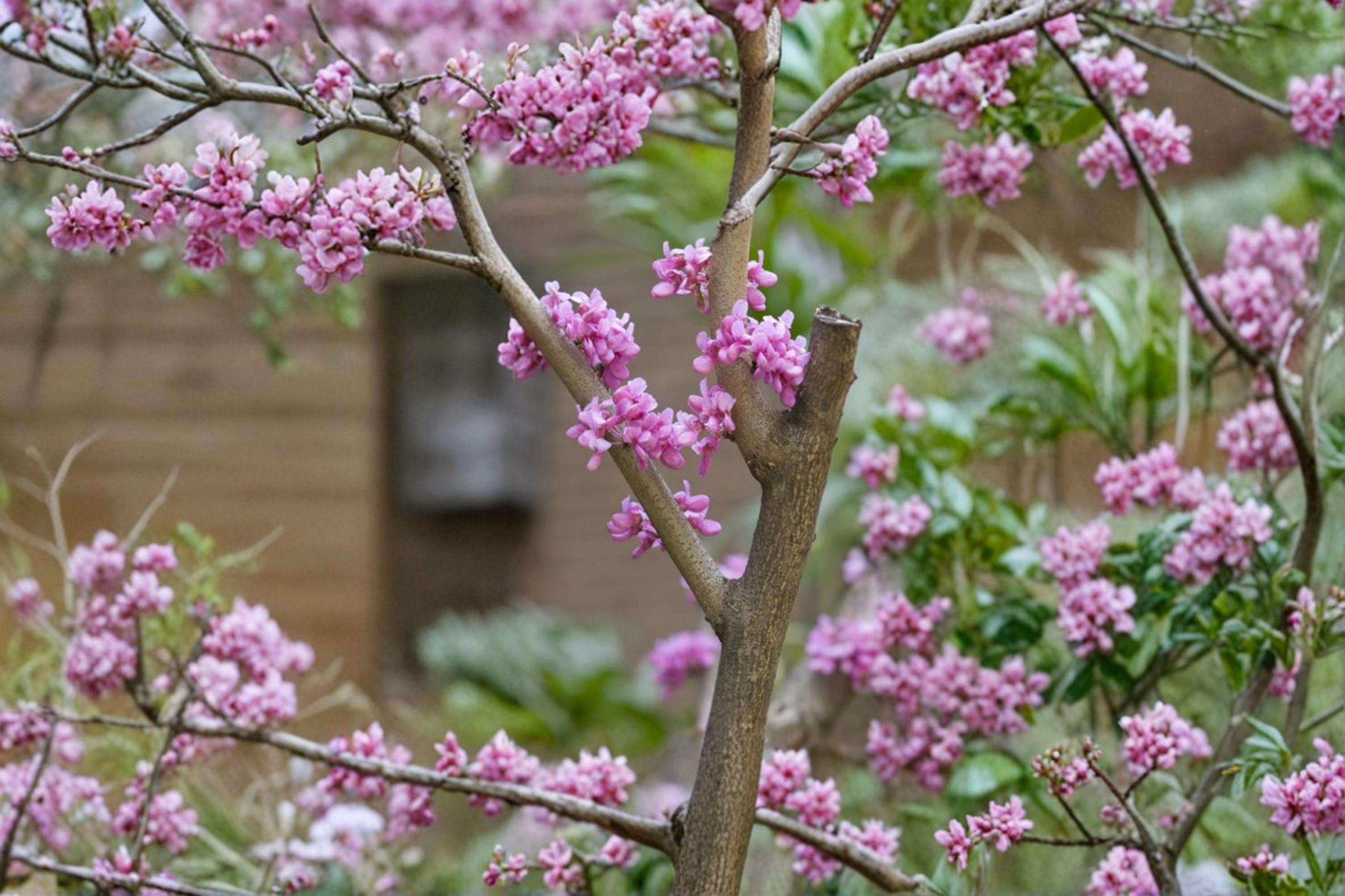 Chinese Redbud – Cercis chinensis 10 Seeds | Showy Spring Blooms | Compact Ornamental Tree | Pollinator-Friendly