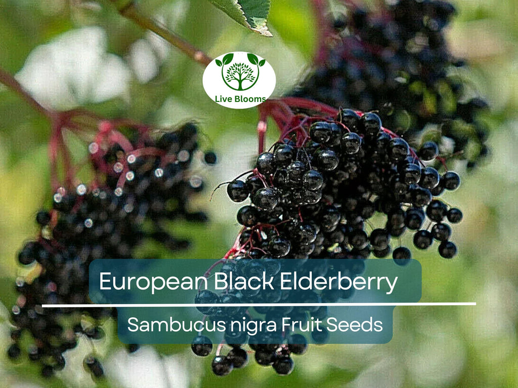 80 European Black Elderberry Seeds (Sambucus nigra), Tree, Edible Fruit, Herb, High Yield, Elderberry Plant, Garden Starter