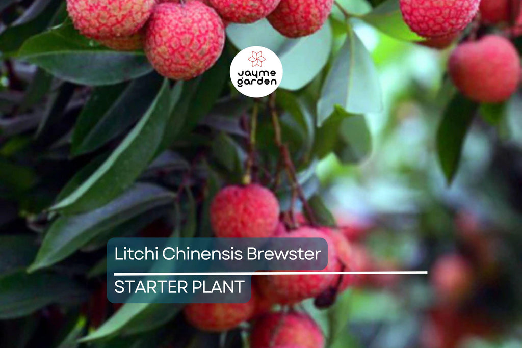 Lychee Brewster Seedling 6"-12" Tall | Tropical Fruit Tree (Litchi chinensis) | Potted Starter Plant | Sweet Red Fruits | Outdoor