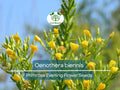 200 Seeds Primrose Evening (Oenothera biennis) Wildflower - Evening Blooming, Hardy Perennial, Attracts Pollinators, Easy to Grow for Garden