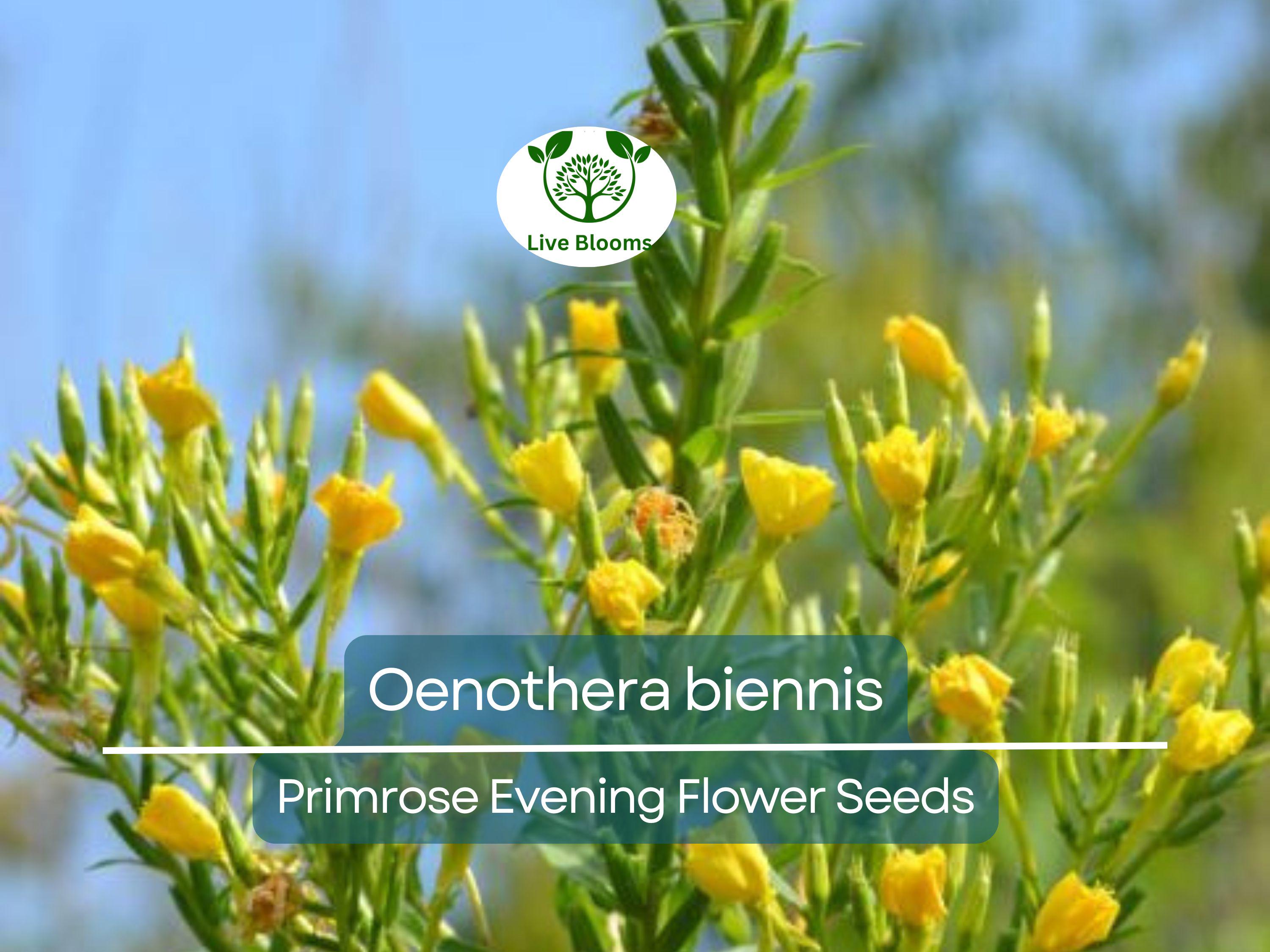 200 Seeds Primrose Evening (Oenothera biennis) Wildflower - Evening Blooming, Hardy Perennial, Attracts Pollinators, Easy to Grow for Garden
