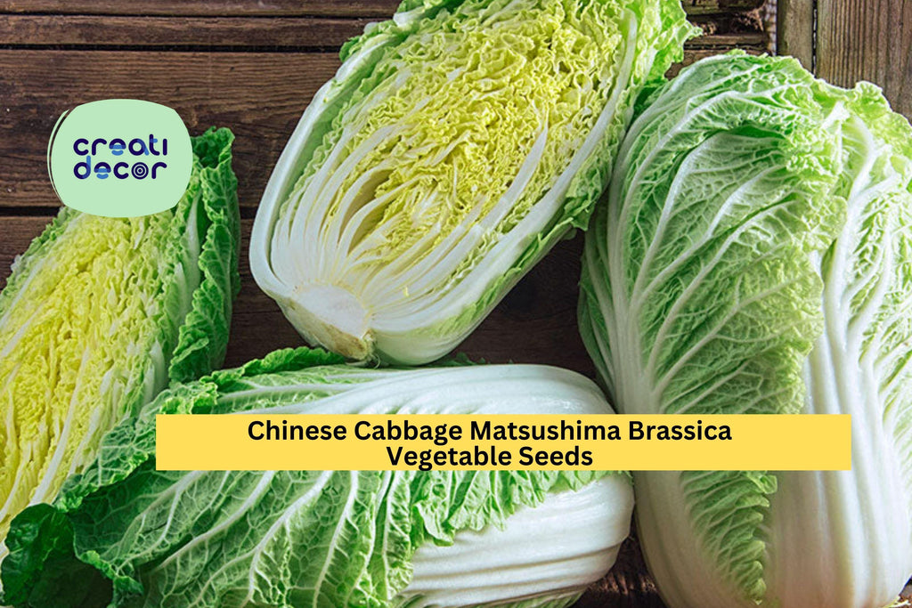 3pcs of 500mg Chinese Cabbage Matsushima Seeds – Crisp, Tender Asian Vegetable for Spring or Fall Garden Planting Seeds for Planting