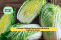 3pcs of 500mg Chinese Cabbage Matsushima Seeds – Crisp, Tender Asian Vegetable for Spring or Fall Garden Planting Seeds for Planting