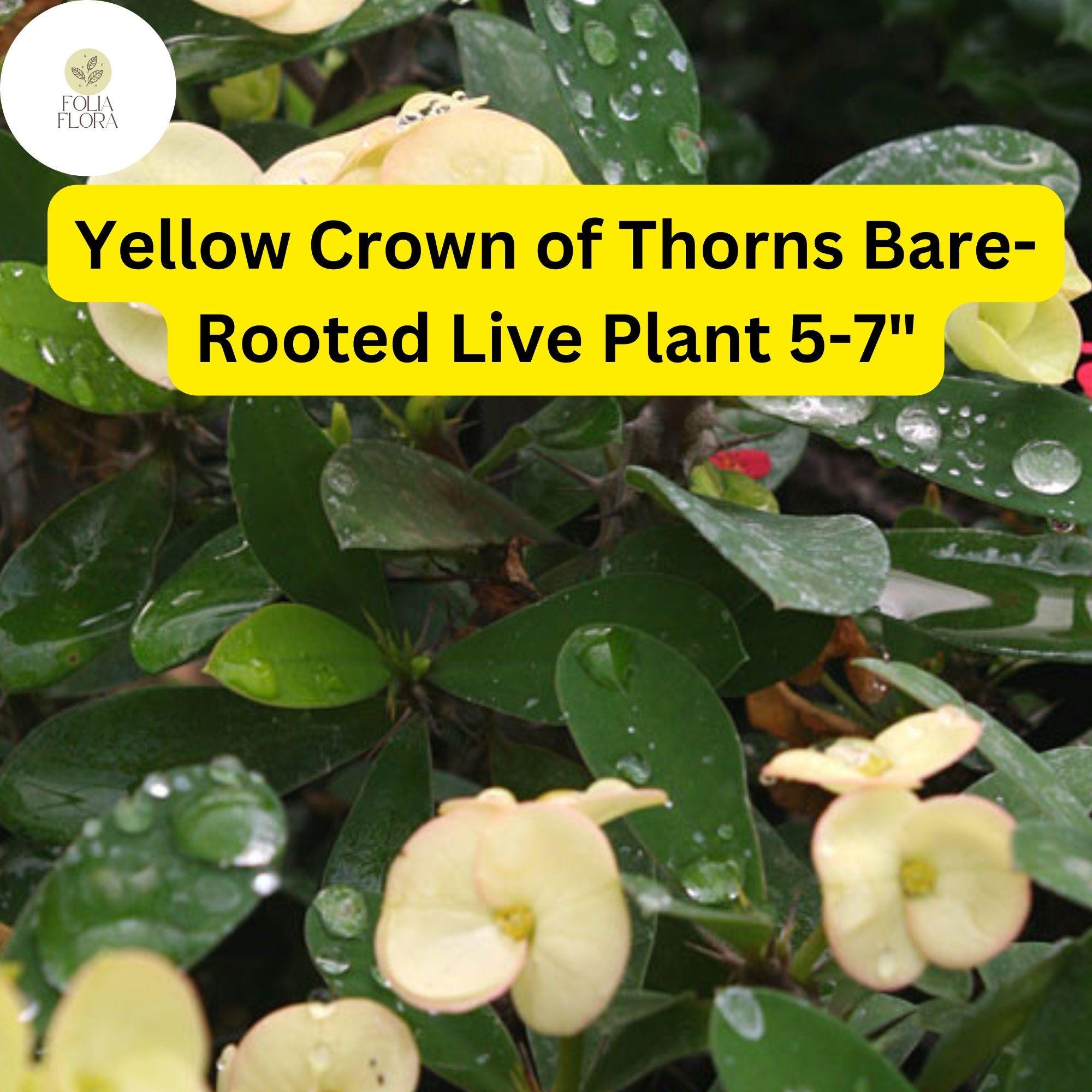 1 Euphorbia milii - Yellow Crown of Thorns Bare-Rooted Live Plant 5-7" - Big Flowers, Drought-Tolerant