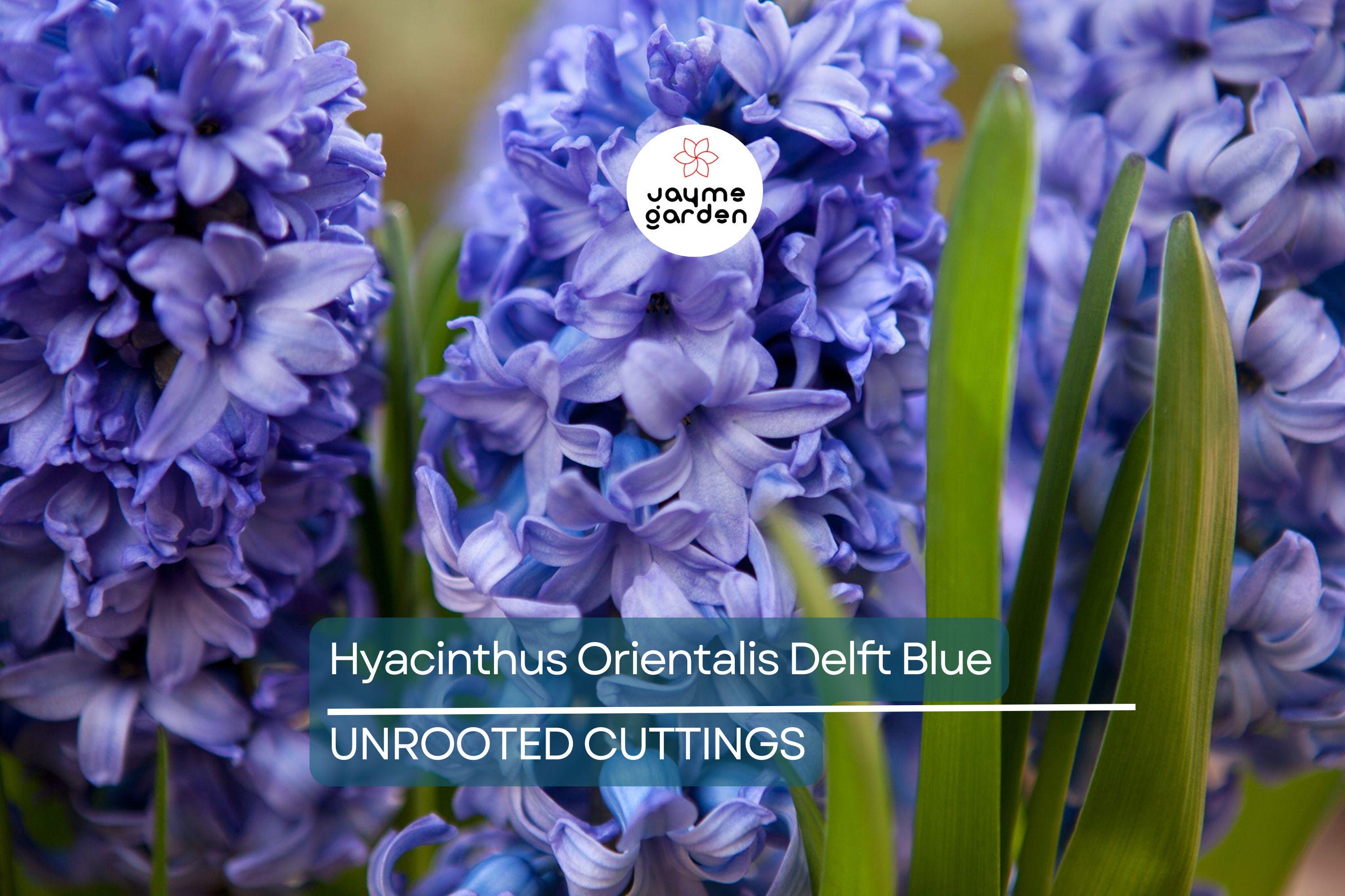 Hyacinthus Orientalis ‘Delft Blue’ – 2 Hyacinth Bulbs, 6" Fragrant Perennial Flowers, Spring Bloom, Easy to Grow