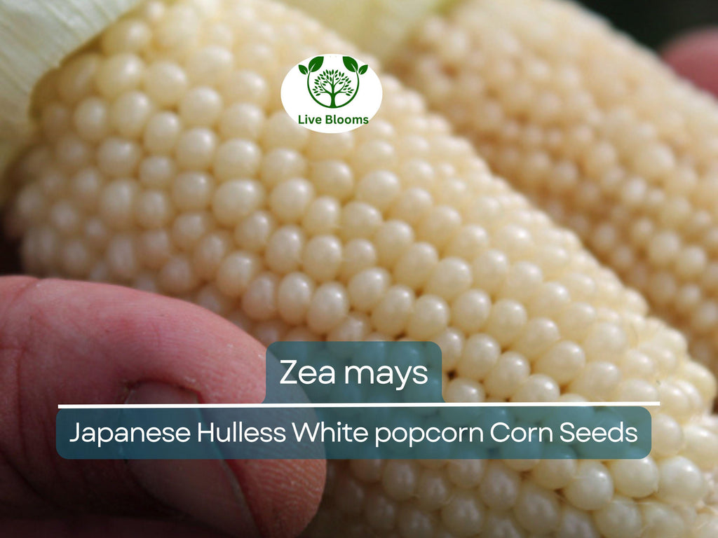 50 Seeds Popcorn Japanese Hulless White Baby Corn - Zea mays | Heirloom Popcorn Seeds for Planting & Homegrown Snacks