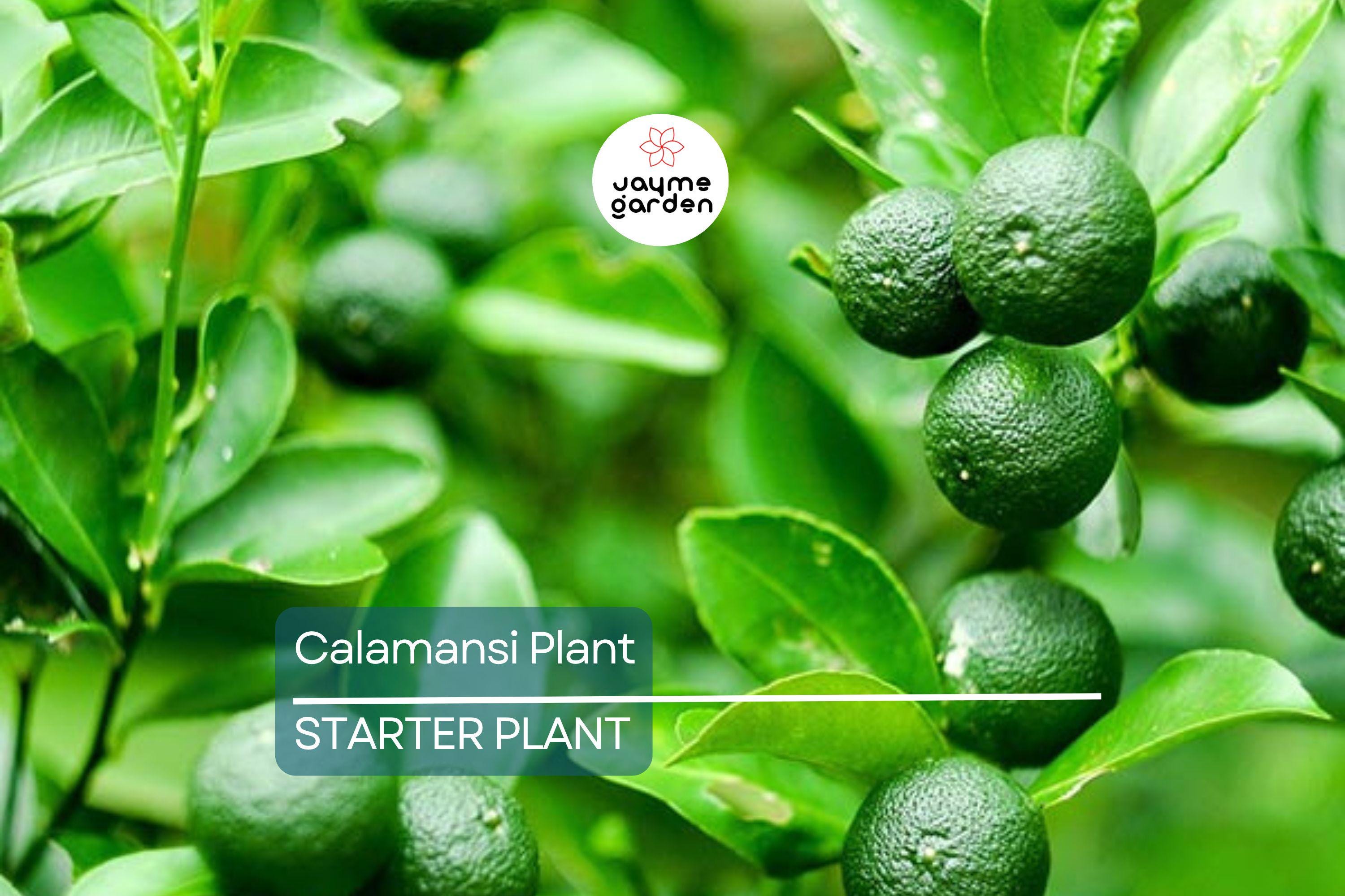Live Calamansi Plant Tree | 8-12 inch Seedling | Citrus Tree for Indoor & Outdoor Growing | Tropical Fruit