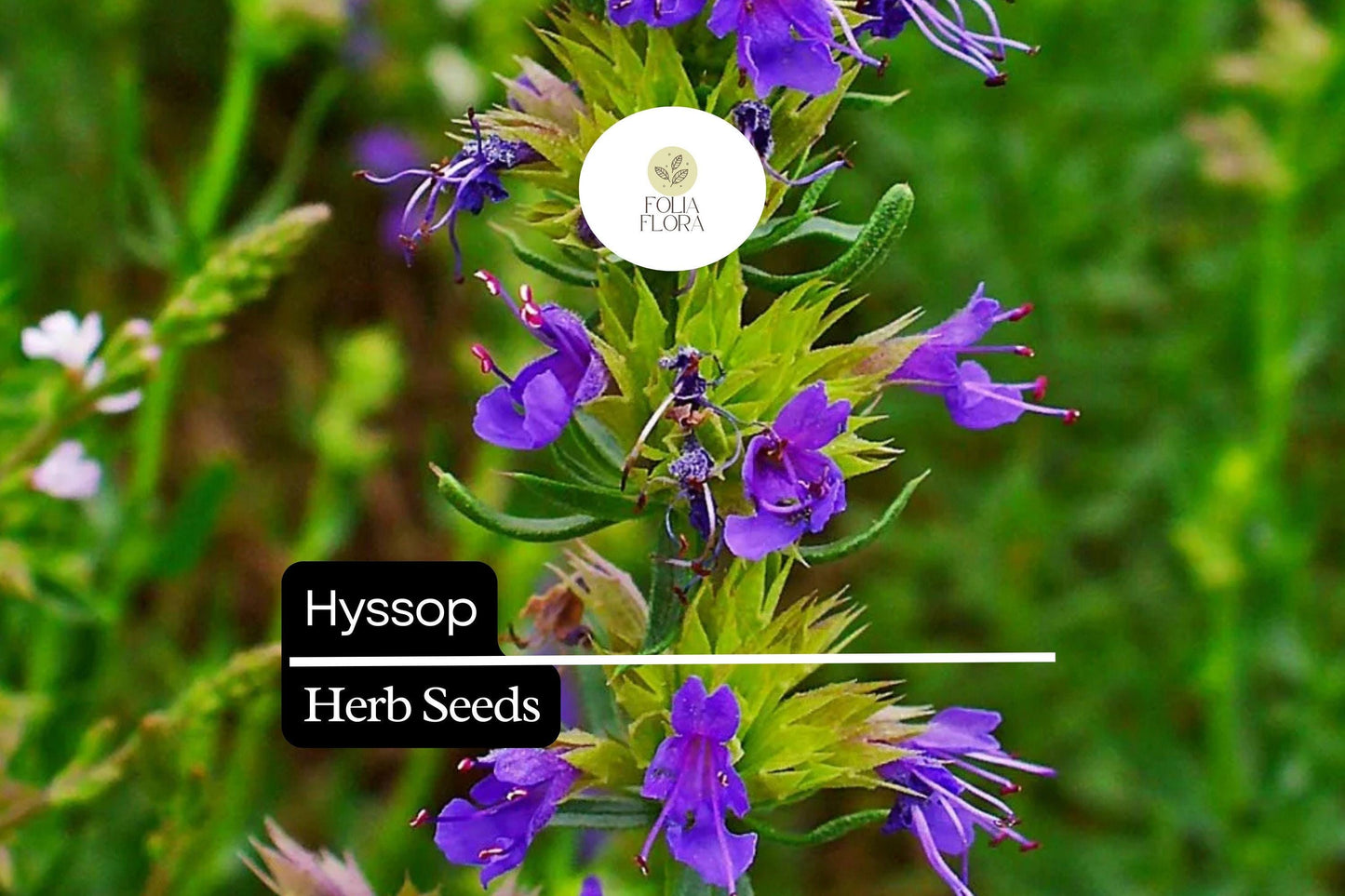 300 Seeds Hyssop (Hyssopus officinalis) – Aromatic Herb, Culinary Use, Easy to Grow