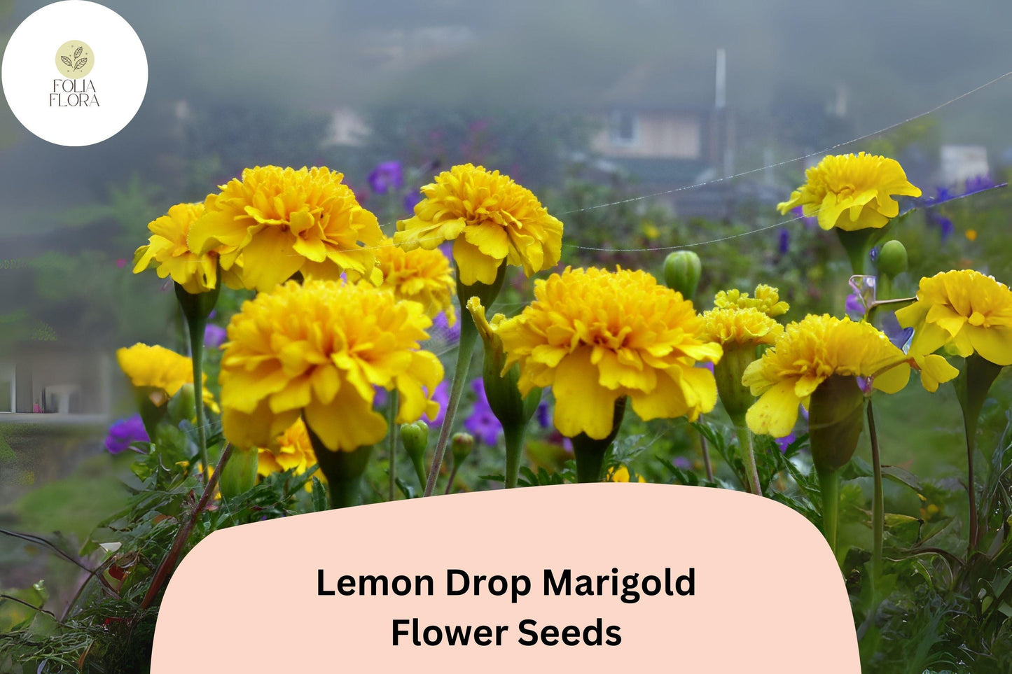 25+ Lemon Drop Marigold Seeds | Tagetes patula | Compact Yellow Blooms | Border, Container & Pollinator-Friendly Garden Planting