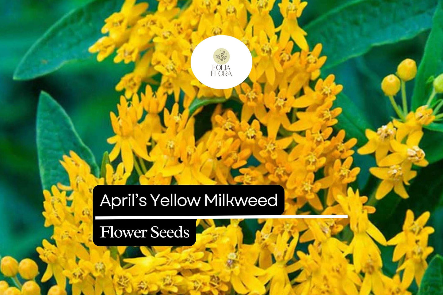 15 Seeds April's Yellow Milkweed (Asclepias spp.) | Bright Yellow Blooms | Monarch Host Plant | Pollinator-Friendly Wildflower