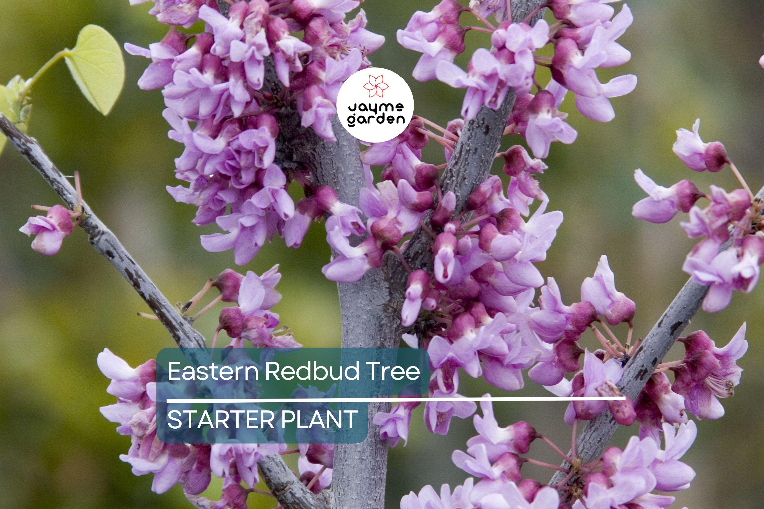 Eastern Redbud Tree 2+ Feet Tall | Purple Flowers | Hardy for Zones 4-8 | Ready to Plant Now | Ornamental Tree