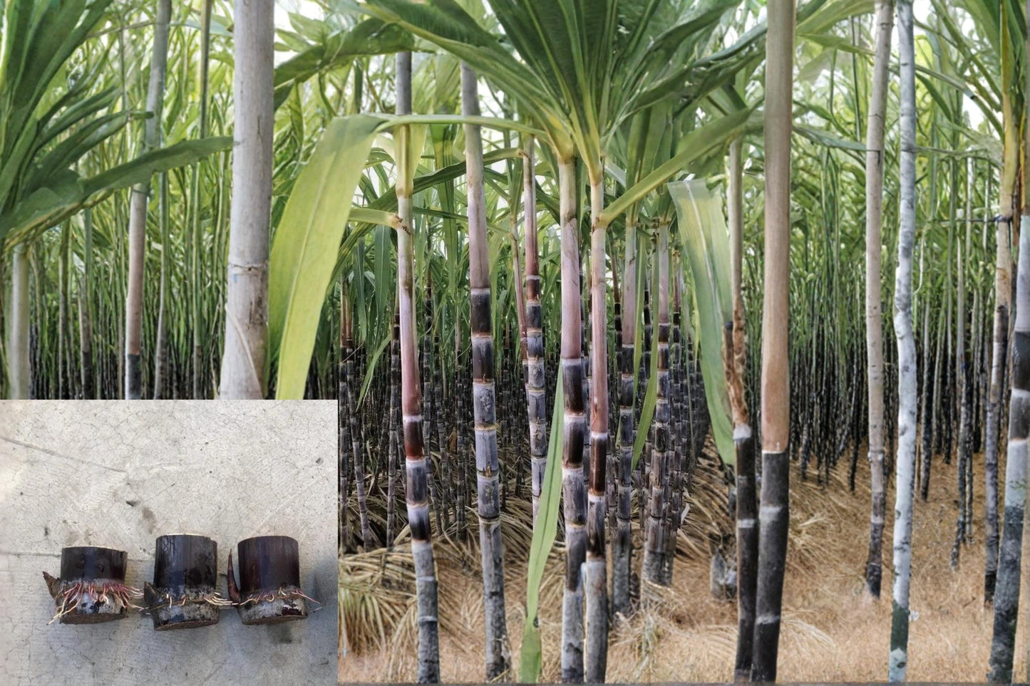 Sugarcane 5 Cuttings Rooted Dark Purple (Saccharum officinarum) Sweet Cane Plant