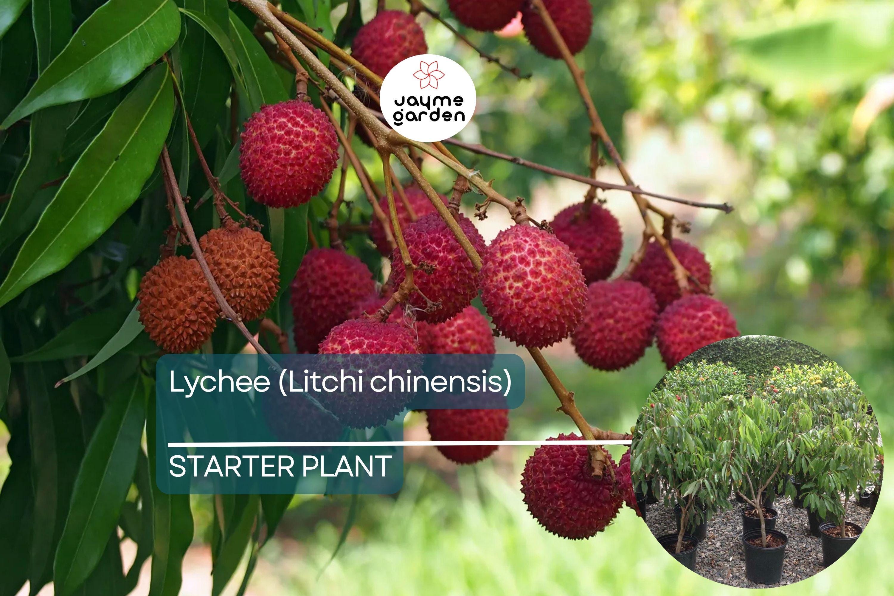 1 Lychee (Litchi chinensis) Tropical Live Fruit Tree – 12”-24” Rooted Cutting, Sweet Fragrant Fruit, Rare Exotic Starter Plant