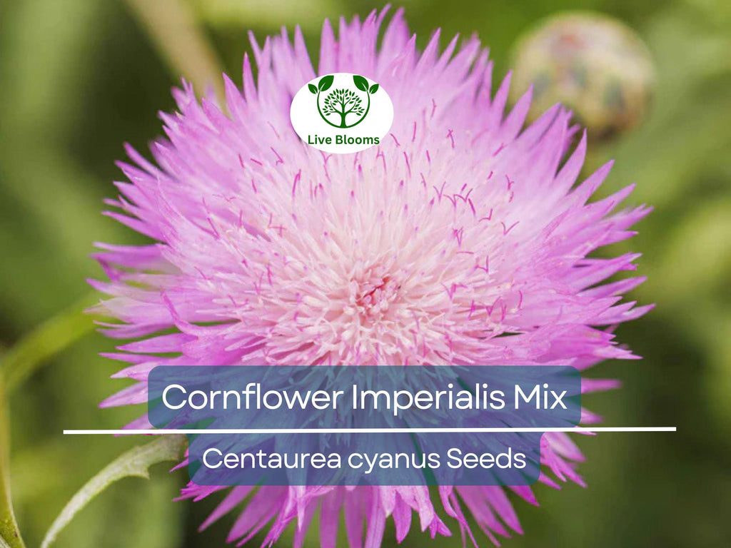 100 Seeds Cornflower ‘Imperialis Mix’ – Centaurea cyanus – Bachelor Button Purple Blend – Non-GMO Heirloom Flowers for Pollinators