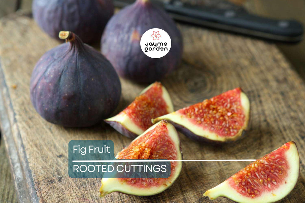 Rooted Fig Fruit Tree Cutting 17” - Live Plant with Pot - Easy to Grow, Ready to Plant