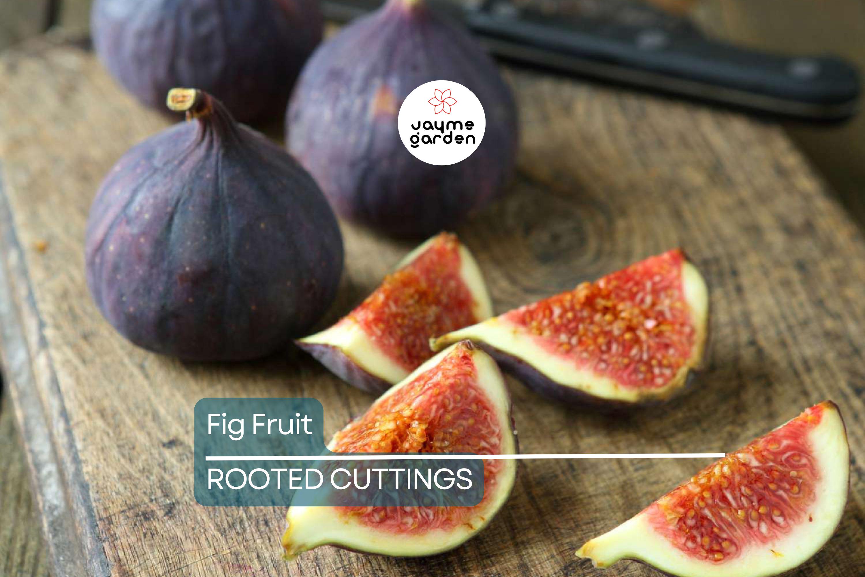 Rooted Fig Fruit Tree Cutting 17” - Live Plant with Pot - Easy to Grow, Ready to Plant