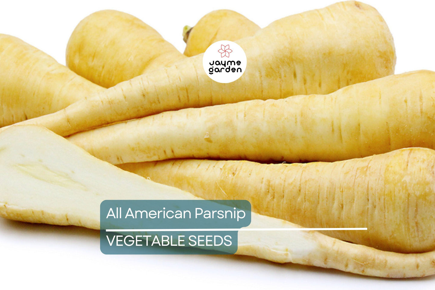 500 All American Parsnip Seeds – Heirloom, Non-GMO, Sweet, Nutty Flavor, 10-12” Roots, Winter Harvest, USA Seller, Free Shipping!