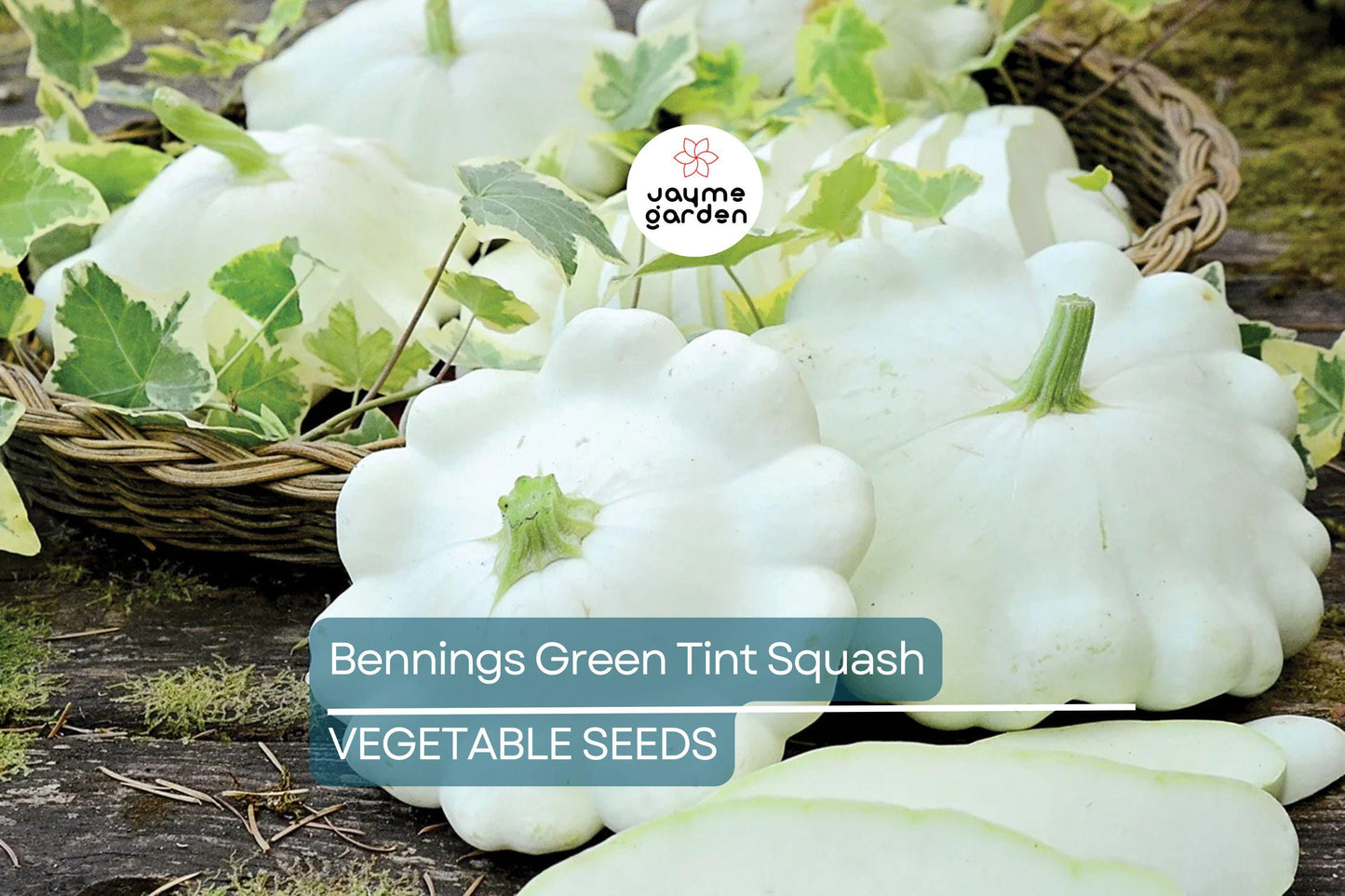 30 Benning’s Green Tint Squash Seeds – Heirloom, Non-GMO, High-Yield Patty Pan