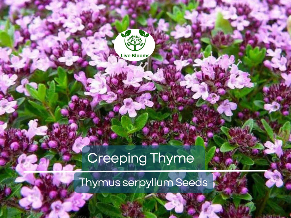 5000 Creeping Thyme Seeds | Perennial Herb & Purple Groundcover | Aromatic Low-Growing Thyme Plant for Gardens, Lawns, and Landscaping