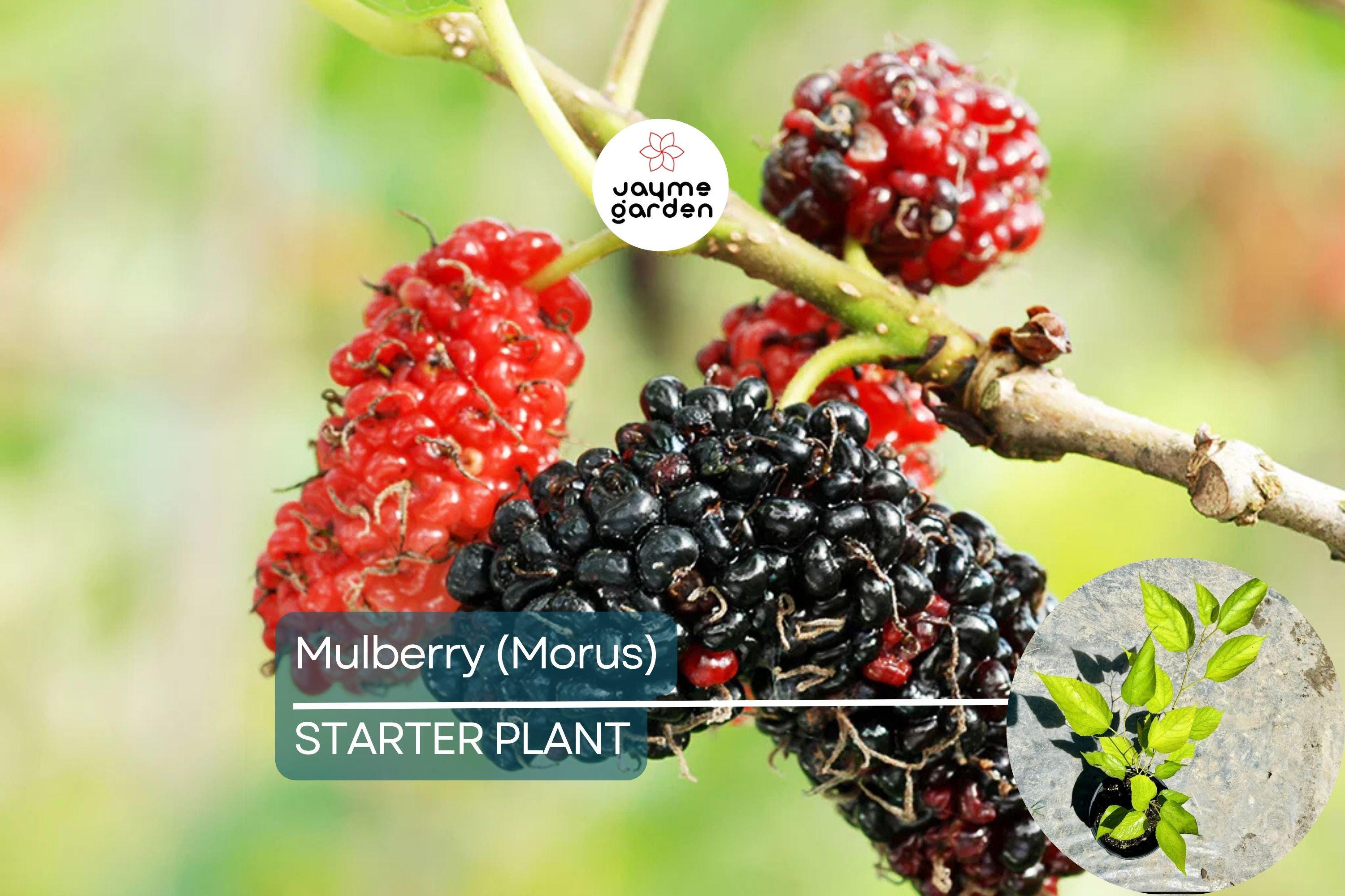 Mulberry Tree 1′-2′ Live Starter Tropical Fruit Tree | Morus | Sweet Berries | Perfect for Gardens | Easy to Grow & Nutritious