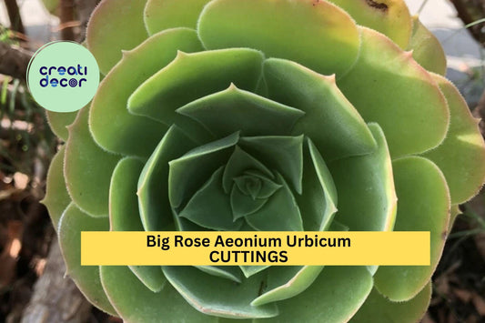 3 Aeonium Urbicum Cuttings – 6–8” Rose-Shaped Rosettes | Salad Bowl Variety | Unrooted Succulent for Pots, Rock Gardens, or Landscaping